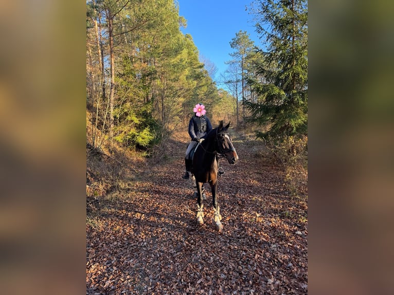 Polnisches Sportpferd Wallach 21 Jahre 178 cm Schecke in Weil der Stadt