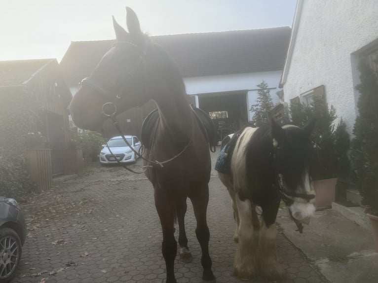 Polnisches Sportpferd Wallach 22 Jahre 182 cm Brauner in Wolferstadt