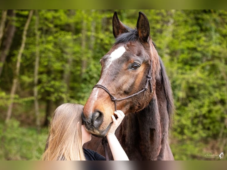 Polnisches Sportpferd Wallach 22 Jahre 182 cm Brauner in Wolferstadt
