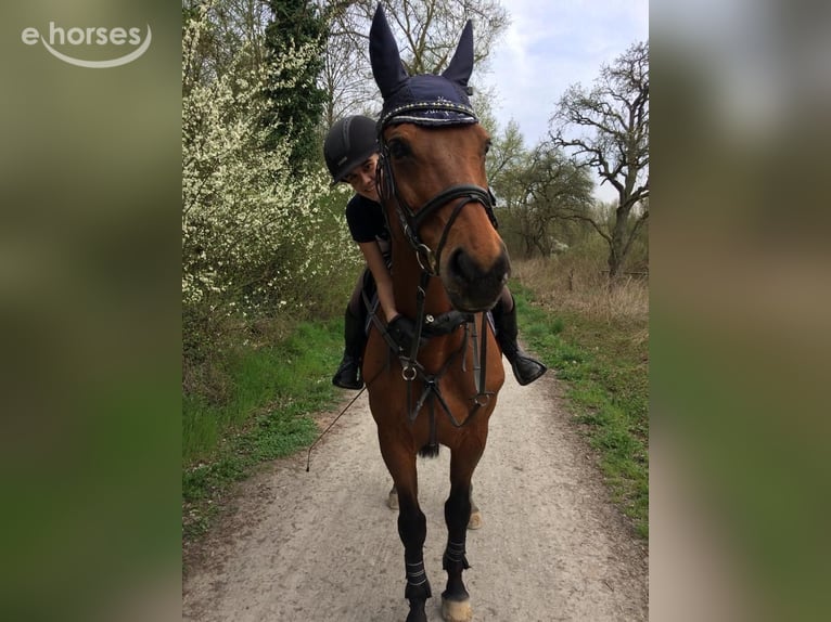 Polnisches Sportpferd Wallach 27 Jahre 168 cm Brauner in Modautal