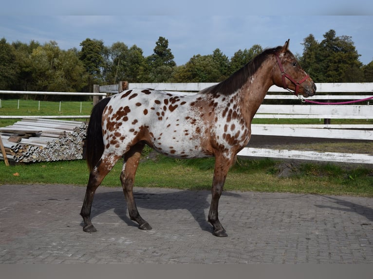 Polnisches Sportpferd Wallach 2 Jahre 165 cm Tigerschecke in Chełmno