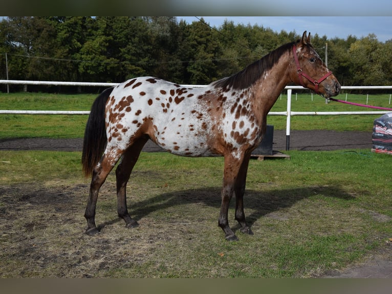 Polnisches Sportpferd Wallach 2 Jahre 165 cm Tigerschecke in Chełmno