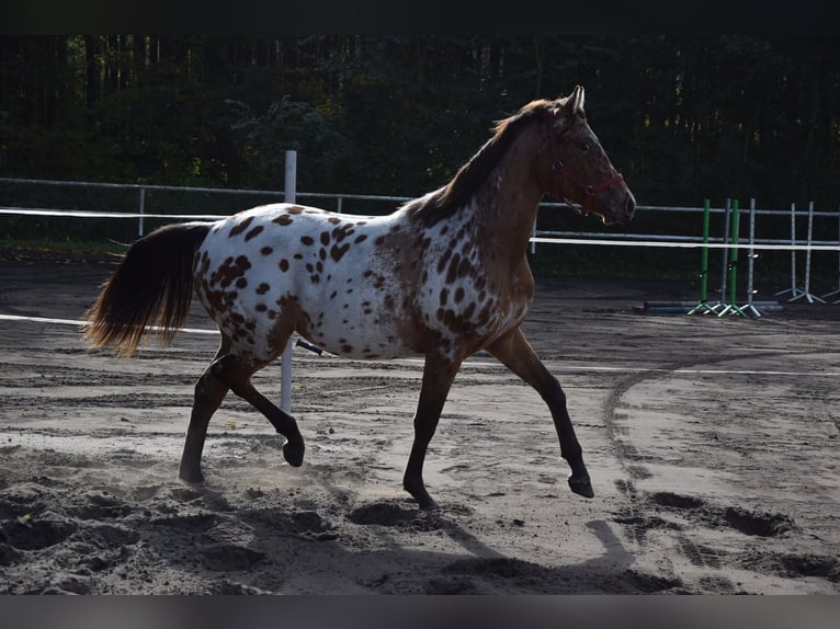 Polnisches Sportpferd Wallach 2 Jahre 165 cm Tigerschecke in Chełmno