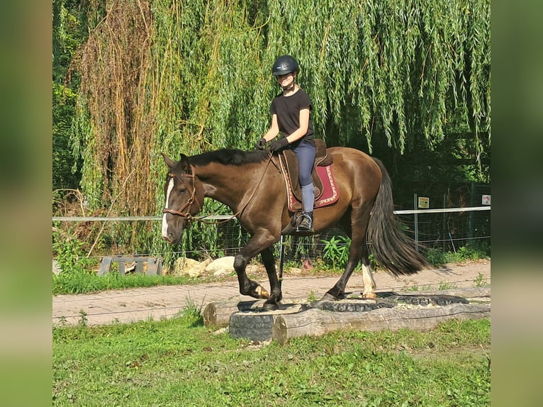 Polnisches Sportpferd Wallach 3 Jahre 148 cm Dunkelbrauner in Bayerbach