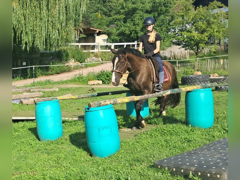 Polnisches Sportpferd Wallach 3 Jahre 148 cm Dunkelbrauner in Bayerbach