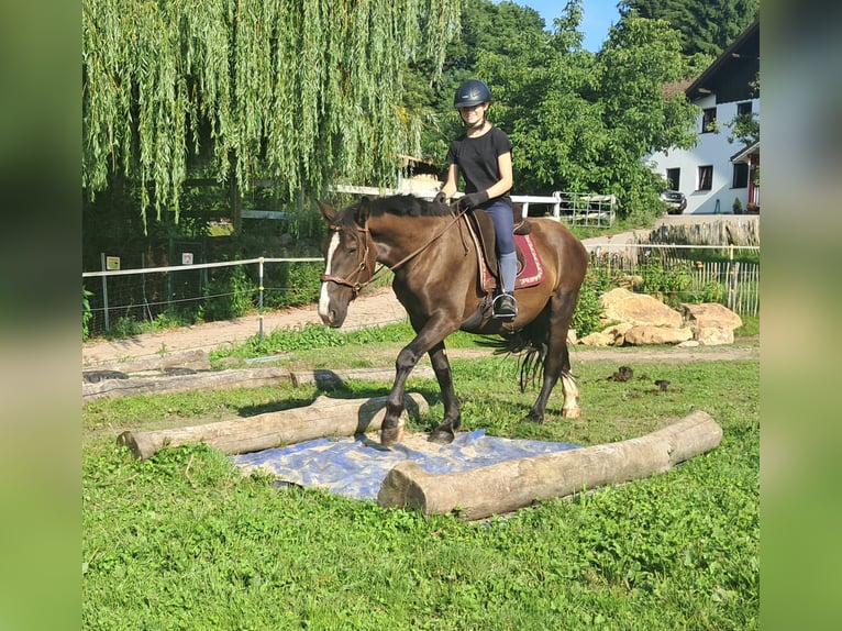 Polnisches Sportpferd Wallach 3 Jahre 148 cm Dunkelbrauner in Bayerbach