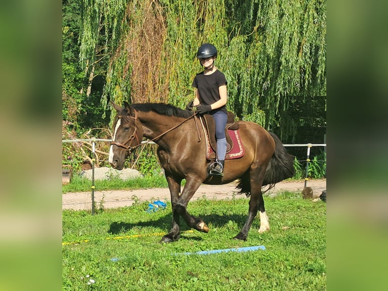 Polnisches Sportpferd Wallach 3 Jahre 148 cm Dunkelbrauner in Bayerbach