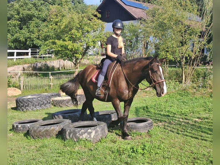 Polnisches Sportpferd Wallach 3 Jahre 148 cm Dunkelbrauner in Bayerbach