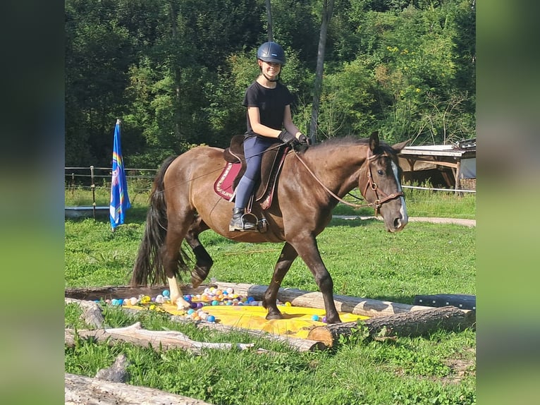 Polnisches Sportpferd Wallach 3 Jahre 148 cm Dunkelbrauner in Bayerbach