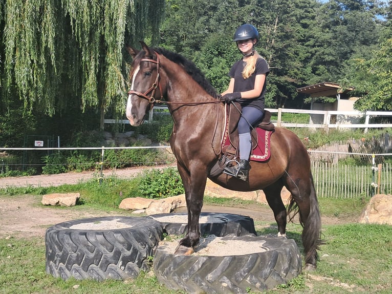 Polnisches Sportpferd Wallach 3 Jahre 148 cm Dunkelbrauner in Bayerbach