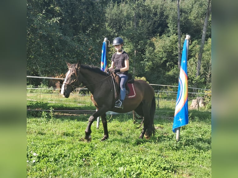 Polnisches Sportpferd Wallach 3 Jahre 148 cm Dunkelbrauner in Bayerbach