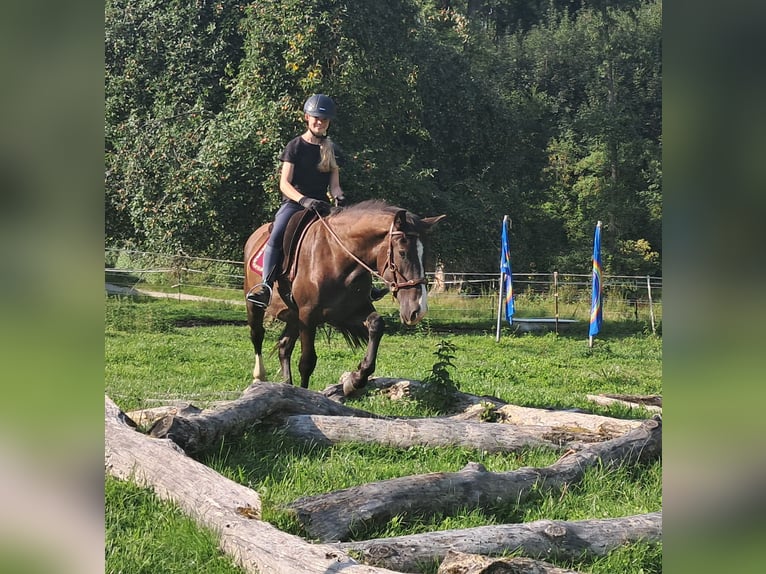 Polnisches Sportpferd Wallach 3 Jahre 148 cm Dunkelbrauner in Bayerbach