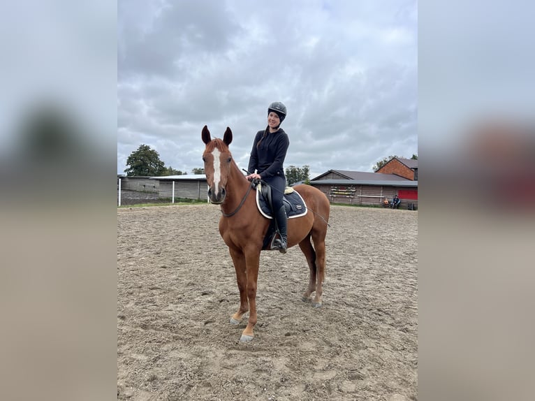 Polnisches Sportpferd Wallach 3 Jahre 150 cm Fuchs in Pig&#x17C;a