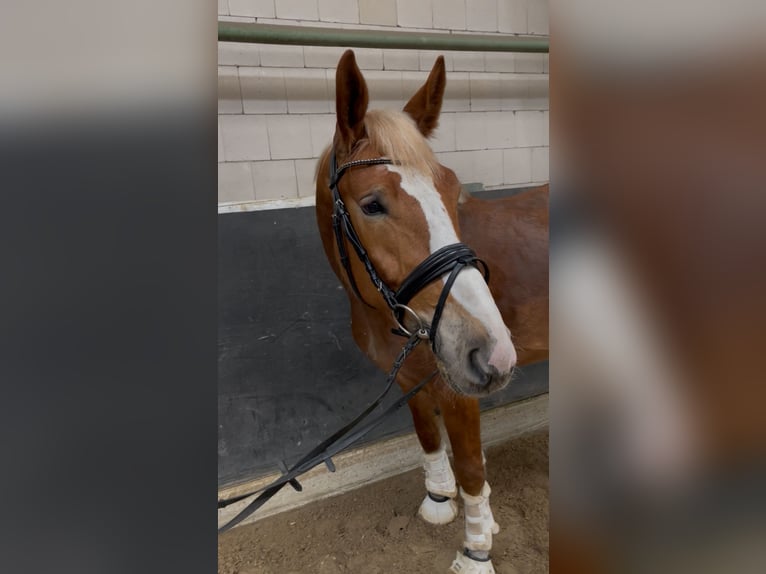 Polnisches Sportpferd Wallach 3 Jahre 160 cm Fuchs in Wolfsburg