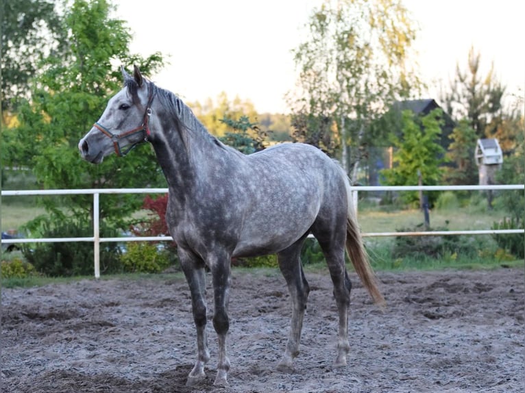 Polnisches Sportpferd Wallach 3 Jahre 163 cm Apfelschimmel in Rossosz