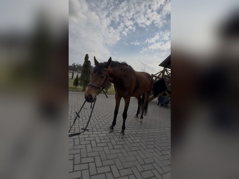 Polnisches Sportpferd Wallach 3 Jahre 163 cm Brauner in Rumia