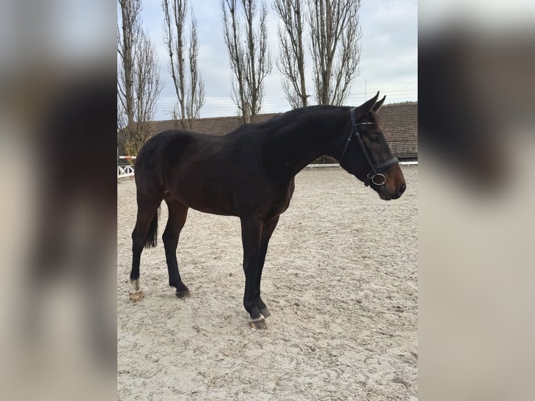 Polnisches Sportpferd Wallach 3 Jahre 166 cm Dunkelbrauner in Wa&#x142;brzych