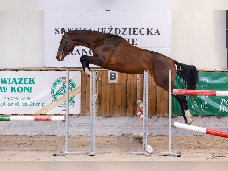 Polnisches Sportpferd Wallach 3 Jahre 167 cm Brauner in Rejowiec