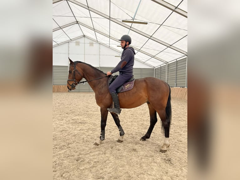 Polnisches Sportpferd Wallach 3 Jahre 167 cm Brauner in Rejowiec