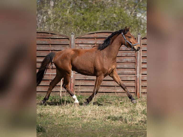 Polnisches Sportpferd Wallach 3 Jahre 167 cm Brauner in Drzonowo
