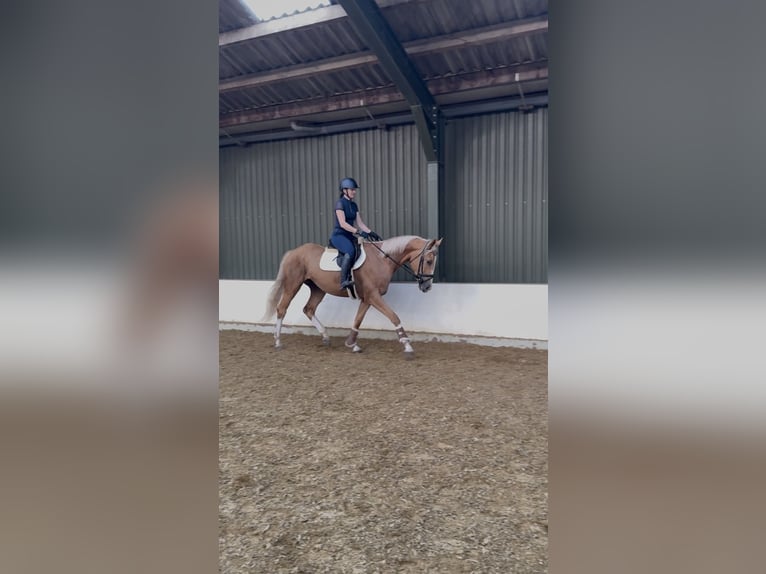Polnisches Sportpferd Wallach 3 Jahre 169 cm Palomino in Odiliapeel
