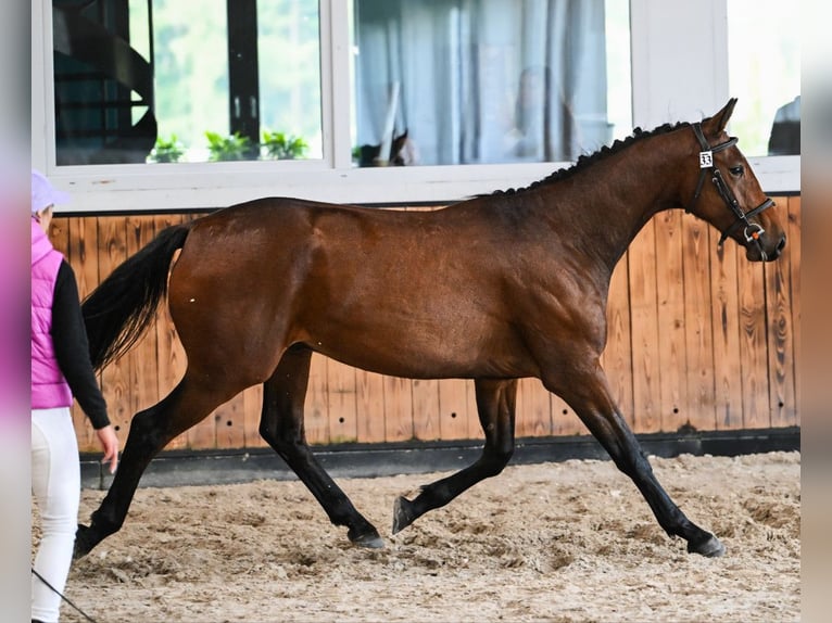 Polnisches Sportpferd Wallach 3 Jahre 170 cm Brauner in Orle