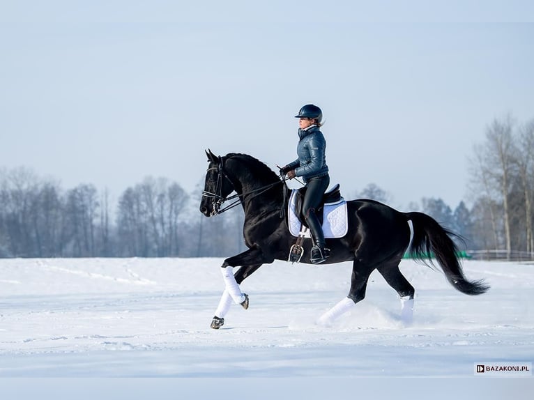 Polnisches Sportpferd Wallach 3 Jahre 176 cm Rappe in Santok