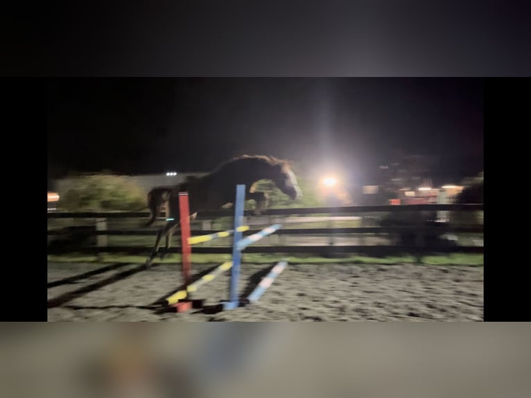 Polnisches Sportpferd Wallach 4 Jahre 150 cm Fuchs in Pigża