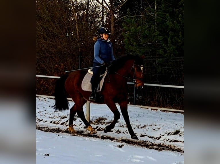 Polnisches Sportpferd Wallach 4 Jahre 160 cm Brauner in Forst