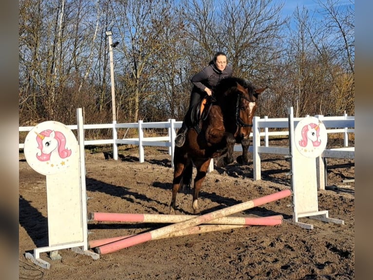 Polnisches Sportpferd Wallach 4 Jahre 160 cm Brauner in Forst