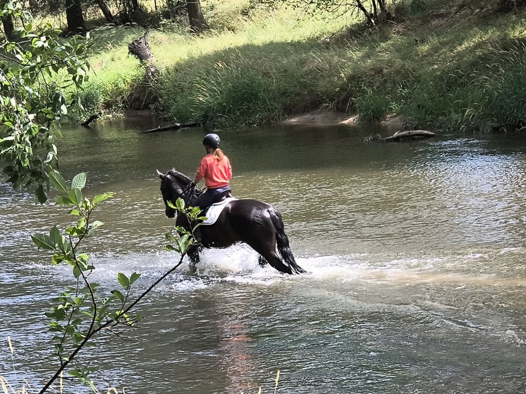 Polnisches Sportpferd Wallach 4 Jahre 166 cm Rappe in Gorlitz