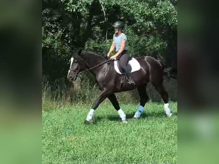 Polnisches Sportpferd Wallach 4 Jahre 166 cm Rappe in Gorlitz