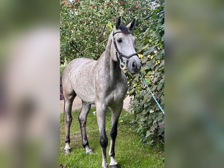 Polnisches Sportpferd Wallach 4 Jahre 166 cm Schimmel in Poznań