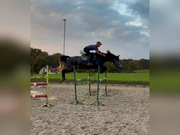 Polnisches Sportpferd Wallach 4 Jahre 167 cm Apfelschimmel in Poznań