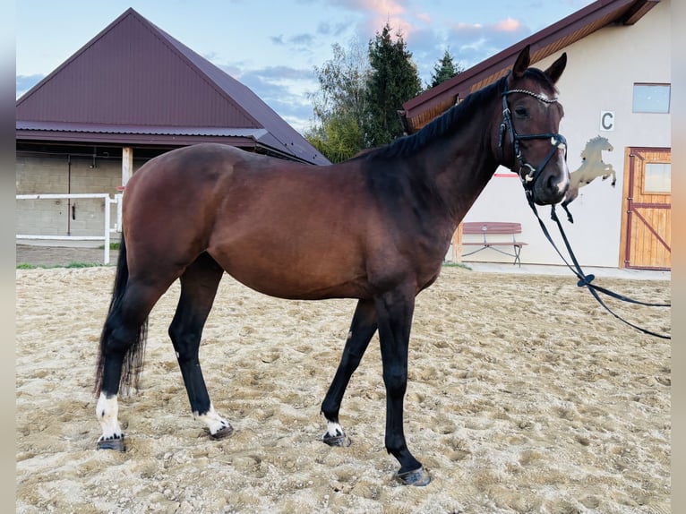 Polnisches Sportpferd Wallach 4 Jahre 167 cm Dunkelbrauner in Czarny Dunajec