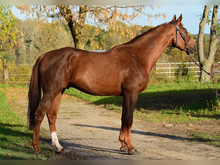 Polnisches Sportpferd Wallach 4 Jahre 167 cm Fuchs in Siedleczek