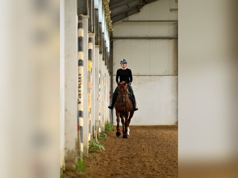 Polnisches Sportpferd Wallach 4 Jahre 167 cm Fuchs in Siedleczek