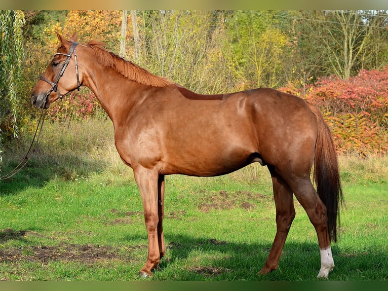Polnisches Sportpferd Wallach 4 Jahre 167 cm Fuchs in Siedleczek