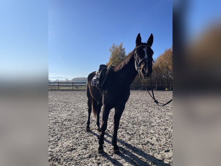 Polnisches Sportpferd Wallach 4 Jahre 167 cm Rotbrauner in Kęty