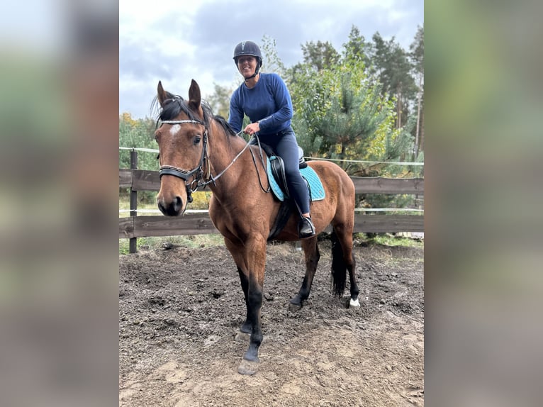 Polnisches Sportpferd Wallach 4 Jahre 169 cm Brauner in Podlaski