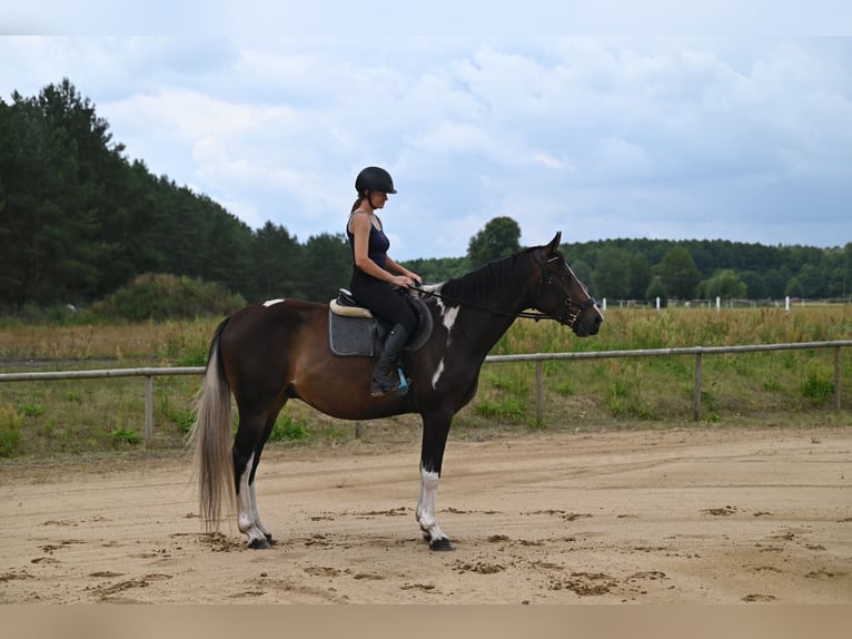 Polnisches Sportpferd Wallach 4 Jahre 169 cm Schecke in Santok