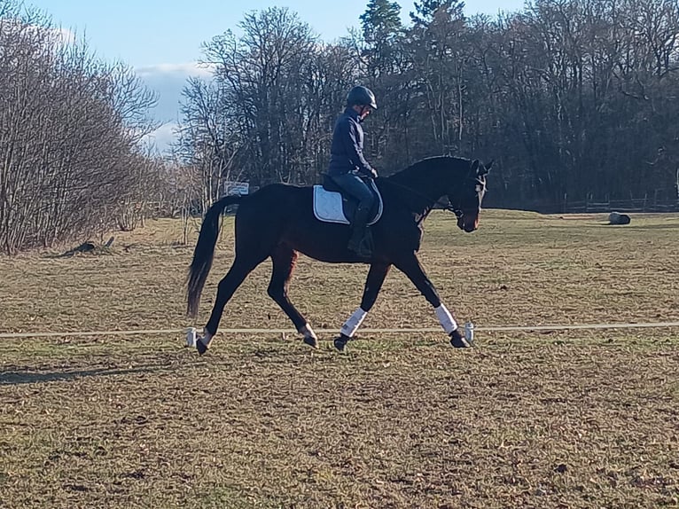 Polnisches Sportpferd Wallach 4 Jahre 170 cm Brauner in Görlitz