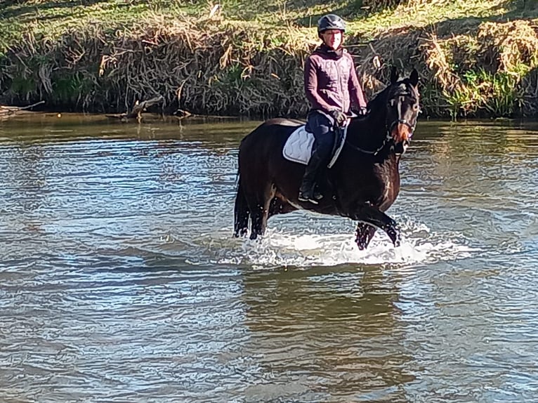 Polnisches Sportpferd Wallach 4 Jahre 170 cm Brauner in Görlitz