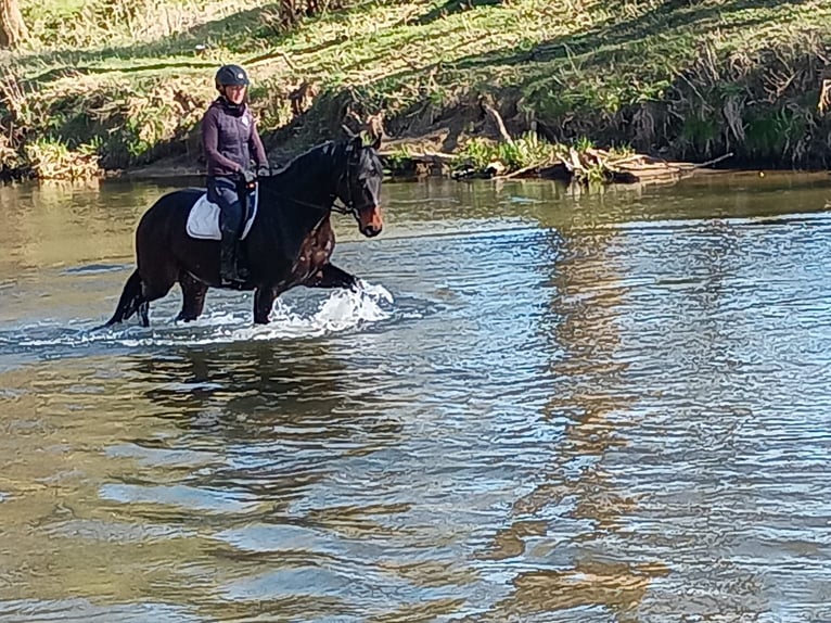 Polnisches Sportpferd Wallach 4 Jahre 170 cm Brauner in Leszno Dolne