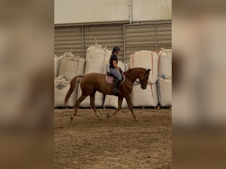 Polnisches Sportpferd Wallach 4 Jahre 170 cm Fuchs in Przedbórz