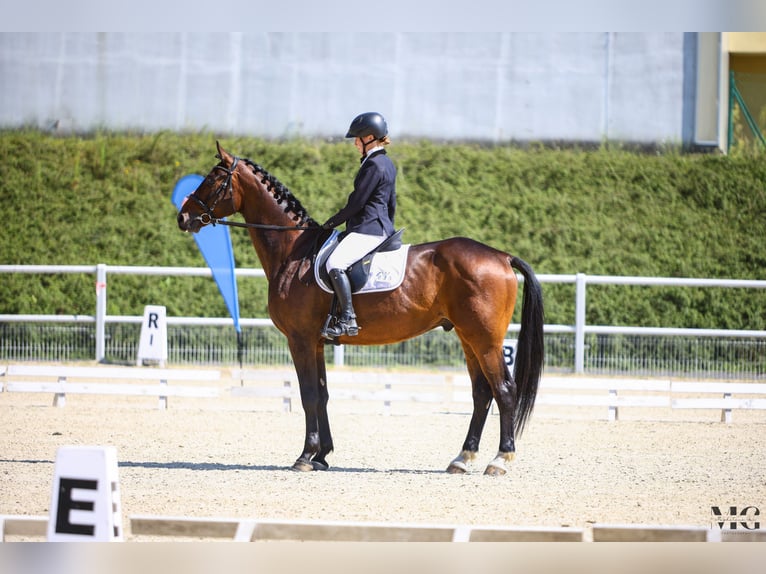 Polnisches Sportpferd Wallach 4 Jahre 170 cm Rotbrauner in Leszno  Dolne