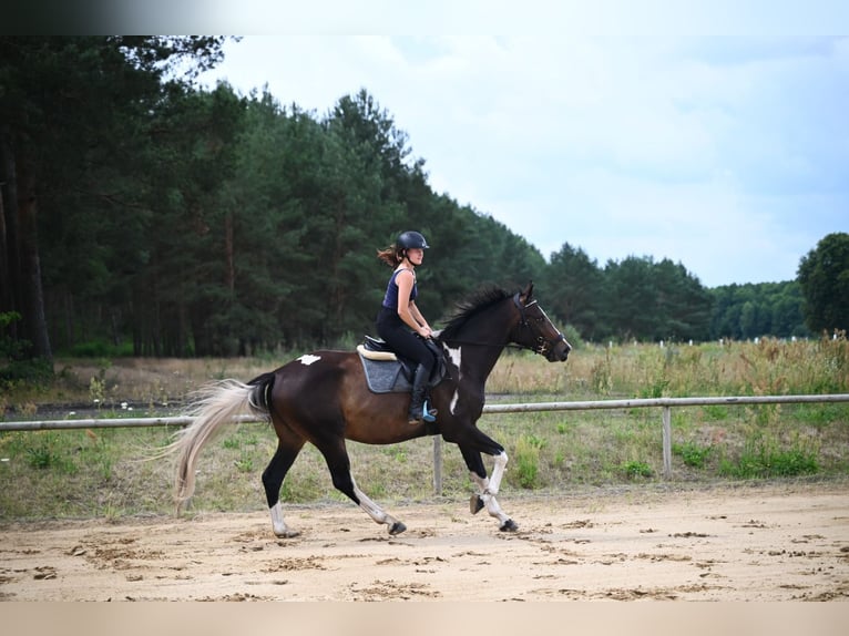 Polnisches Sportpferd Wallach 4 Jahre 170 cm Schecke in Santok