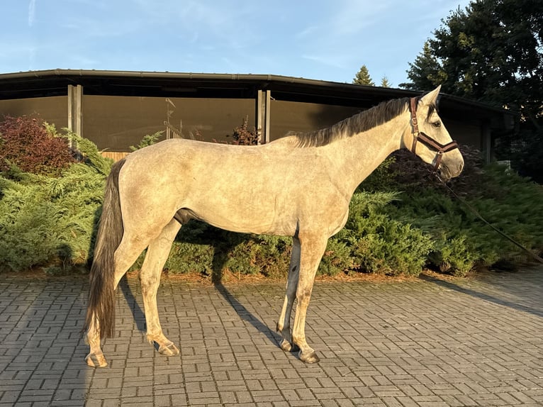 Polnisches Sportpferd Wallach 4 Jahre 170 cm Schimmel in Starogard Gda&#x144;ski