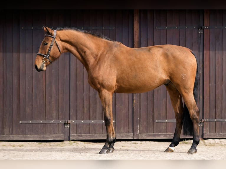 Polnisches Sportpferd Wallach 4 Jahre 172 cm Brauner in Kicin