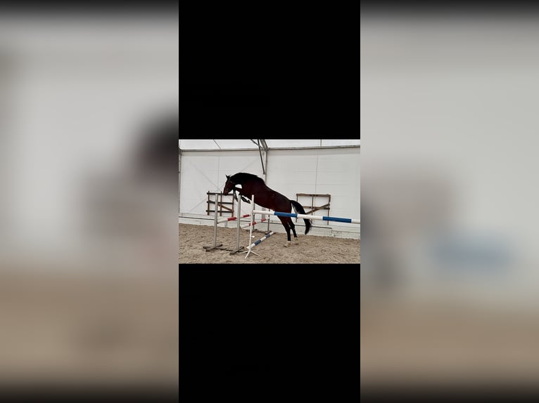 Polnisches Sportpferd Wallach 4 Jahre 172 cm Dunkelbrauner in Racibórz